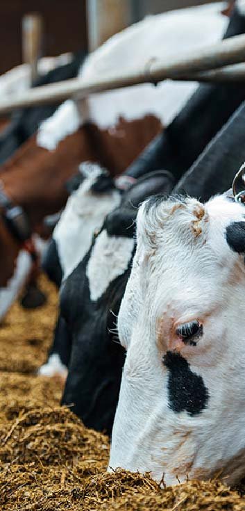 Cow Feeding & Serving